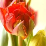 Tulpe 2