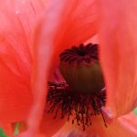 Mohn 1