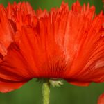 Mohn 10