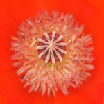 Mohn 11