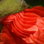 Mohn 12