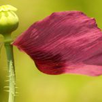 Mohn 21