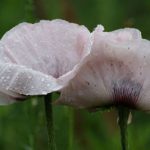 Mohn 25