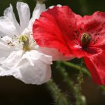 Mohn 8