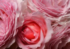 Falstaff, Englische Rosen