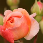 Abraham Darby, Englische Rose