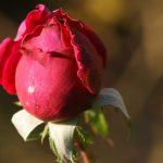 rote Rosen, englische Rosen