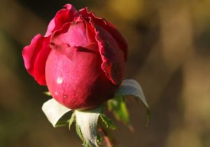 rote Rosen, englische Rosen