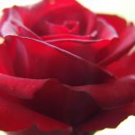 rote Rose