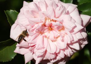 englische Rosen, Biene