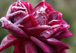 Rose im Winter, Othello