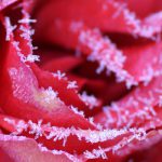 Rose im Winter